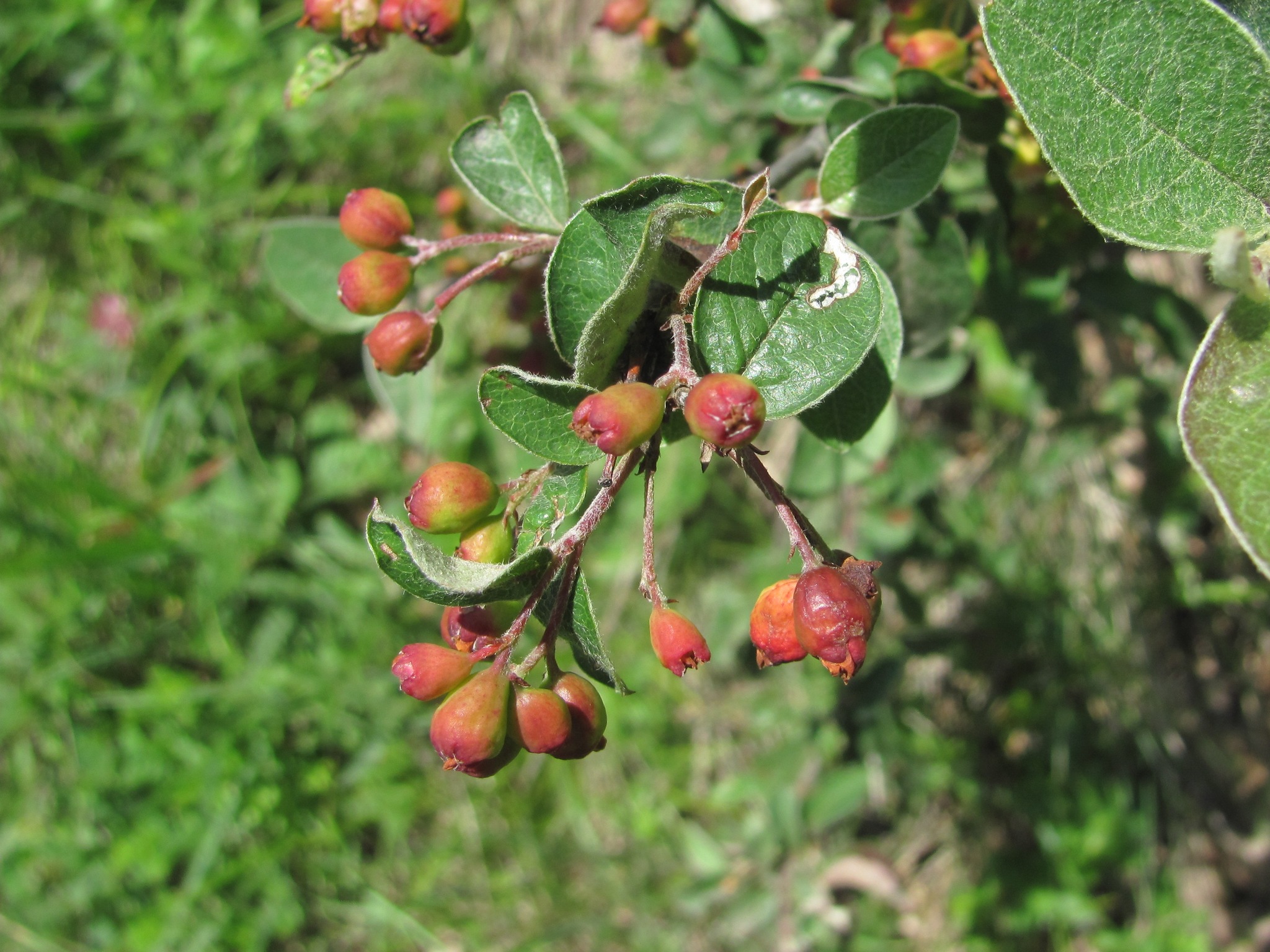 Cotoneaster racemiflorus