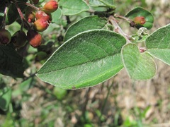 Cotoneaster suavis