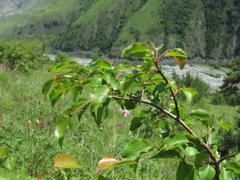 Pyrus communis caucasica