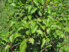 Pyrus communis caucasica