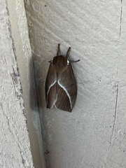 Automeris zephyria