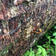 Megarhyssa nortoni