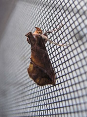 Pseudeva purpurigera