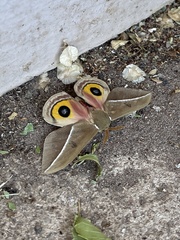 Automeris zephyria