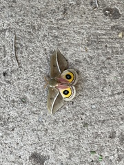Automeris zephyria