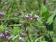 Asperula arvensis
