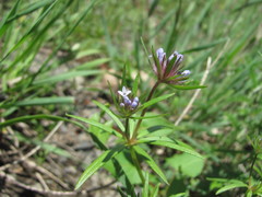 Asperula arvensis