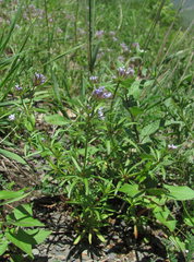 Asperula arvensis