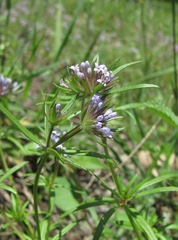 Asperula arvensis
