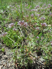 Asperula arvensis
