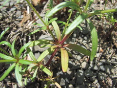 Asperula arvensis