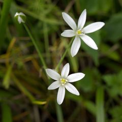 Ornithogalum umbellatum
