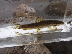 Coreoleuciscus splendidus