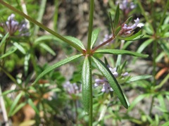 Asperula arvensis