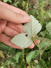 Rubus ulmifolius image