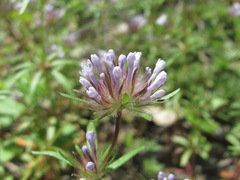 Asperula arvensis