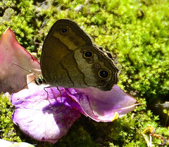 Hermeuptychia harmonia