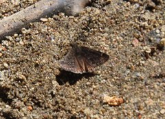 Erynnis telemachus