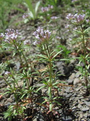 Asperula arvensis