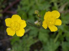 Ranunculus repens