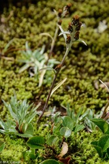 Omalotheca norvegica