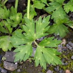 Ranunculus repens