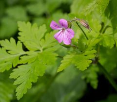 Geranium robertianum