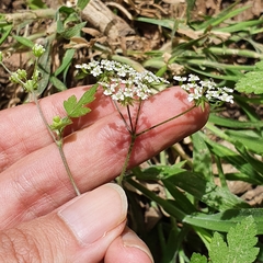 Magnoliopsida