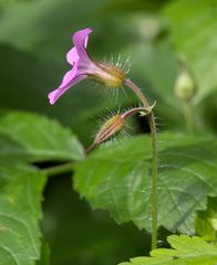Geranium robertianum