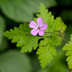 Geranium robertianum