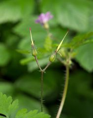 Geranium robertianum