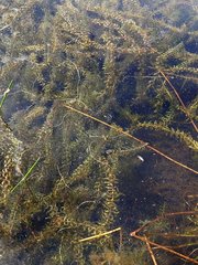 Elodea nuttallii