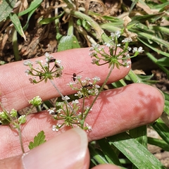 Magnoliopsida