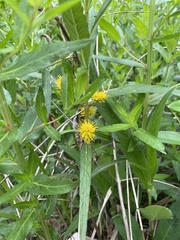 Lysimachia
