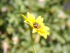 Svastra obliqua expurgata