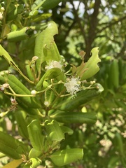 Pimenta racemosa