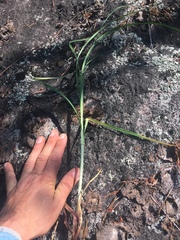 Carex biltmoreana