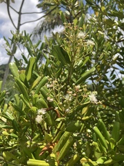 Pimenta racemosa