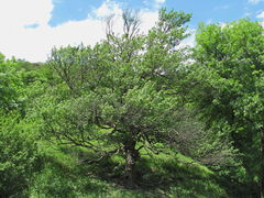 Pyrus communis caucasica