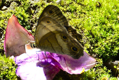 Hermeuptychia harmonia