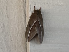 Automeris zephyria