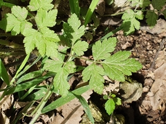 Magnoliopsida