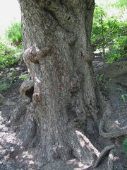 Pyrus communis caucasica