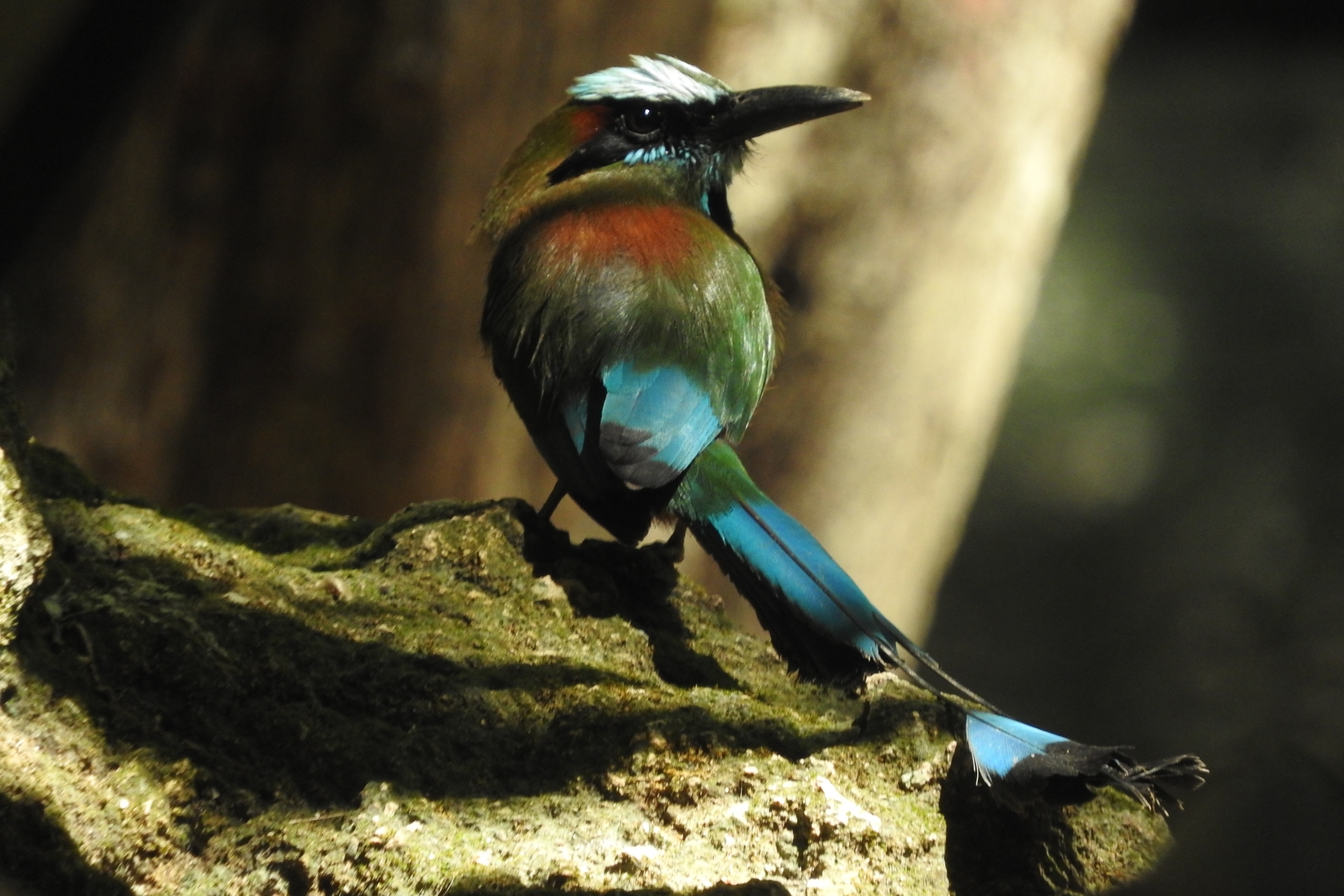 Turquoise-browed Motmot illustration