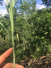Carex biltmoreana
