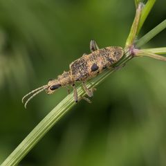 Rhagium mordax