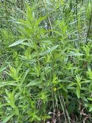 Lysimachia