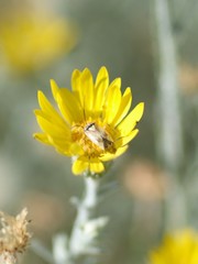 Lygus shulli