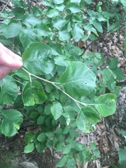 Amelanchier sanguinea