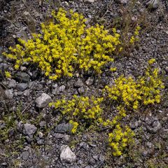 Sedum acre